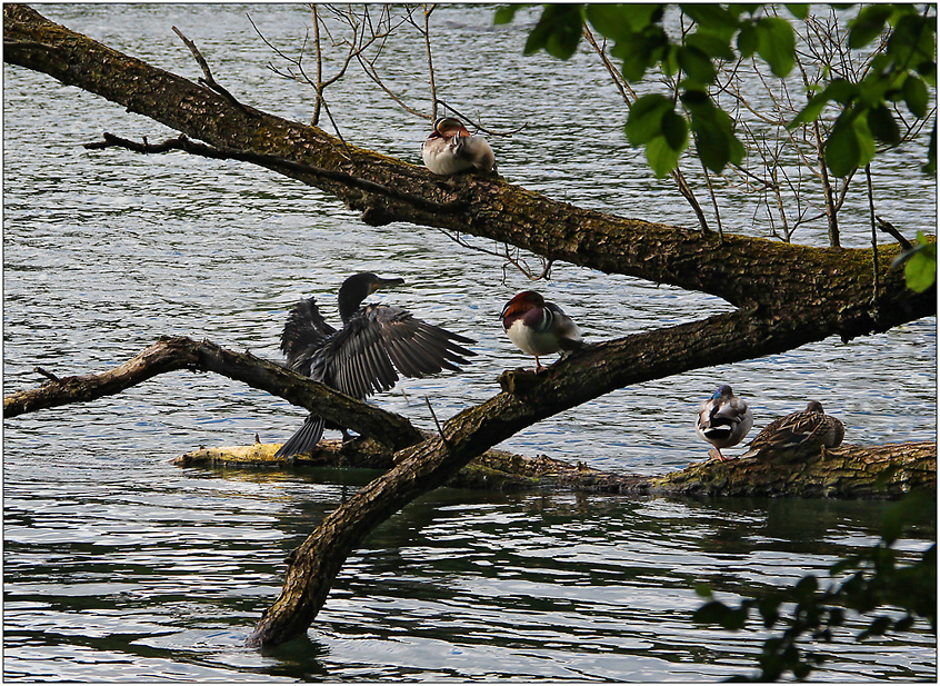 Bei den Enten und Kormoranen am See ...