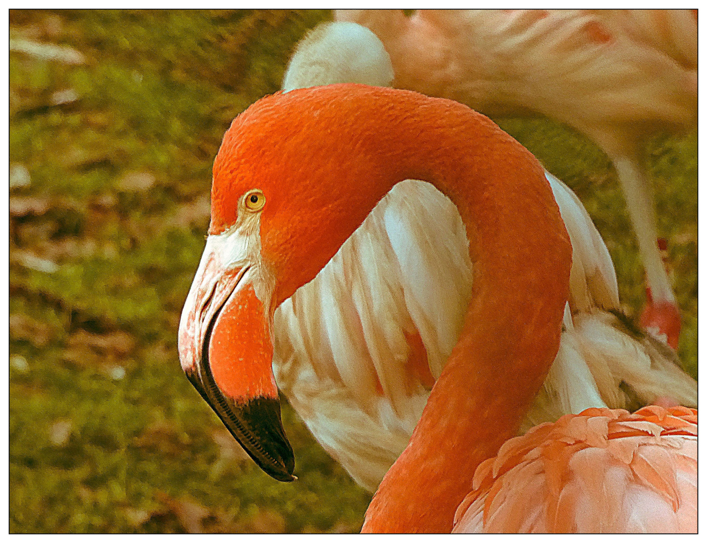 Bei den Flamingos Foto & Bild world, orange, natur Bilder auf