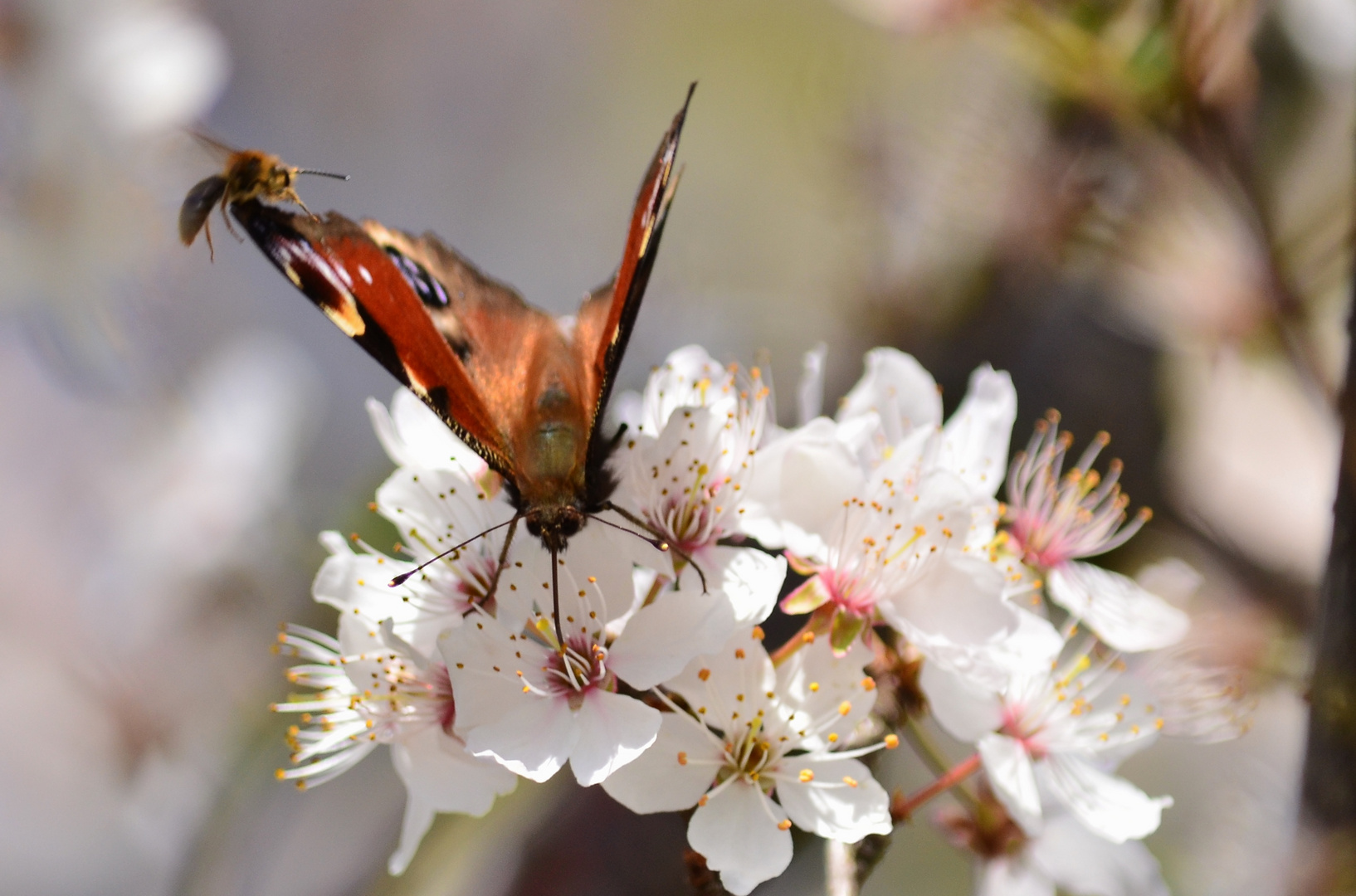 Bei den Frühjahrs - Flieger `n .....