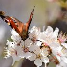 Bei den Frühjahrs - Flieger `n .....