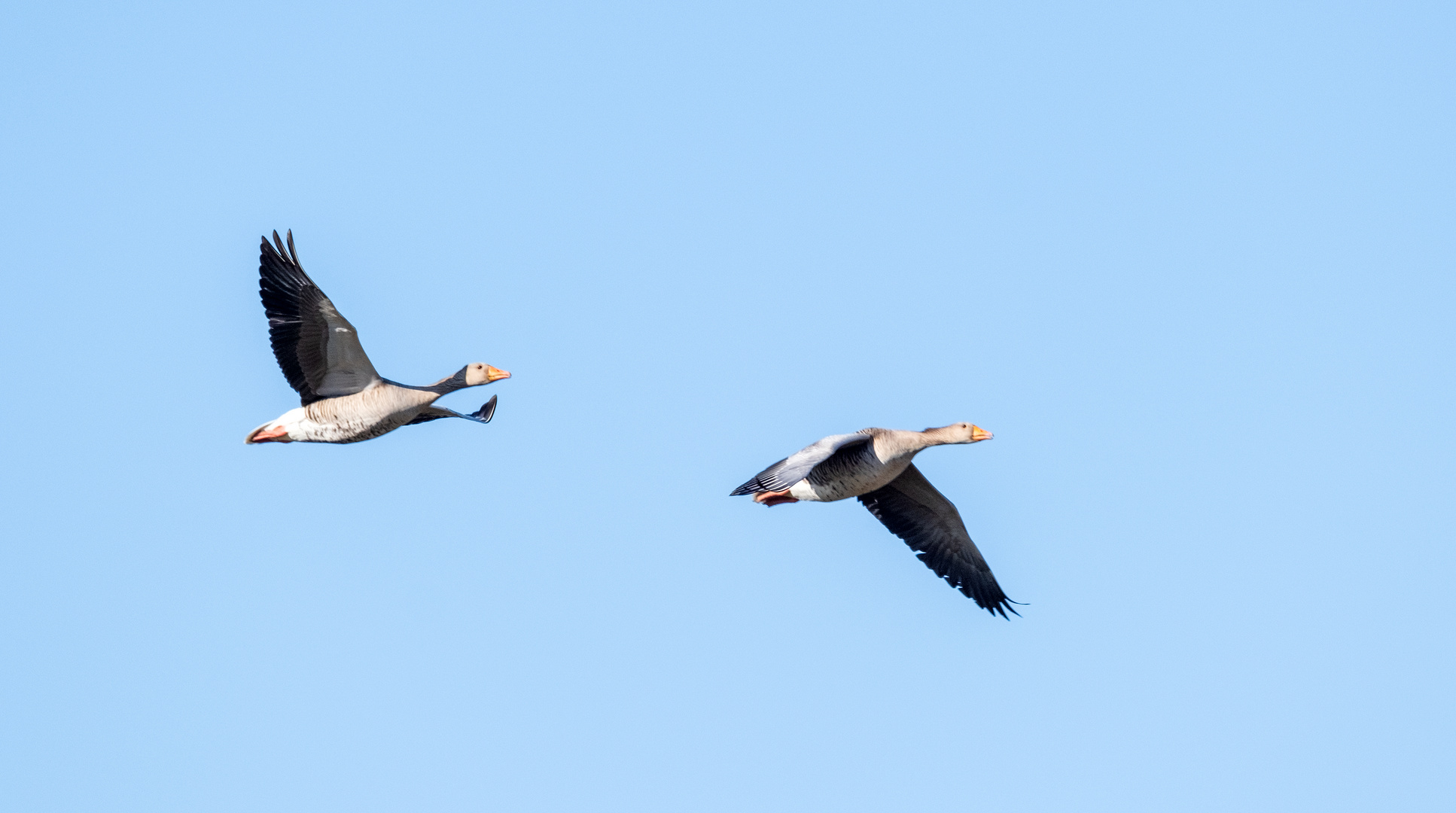 bei den Gänsen