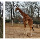 Bei den Giraffen**