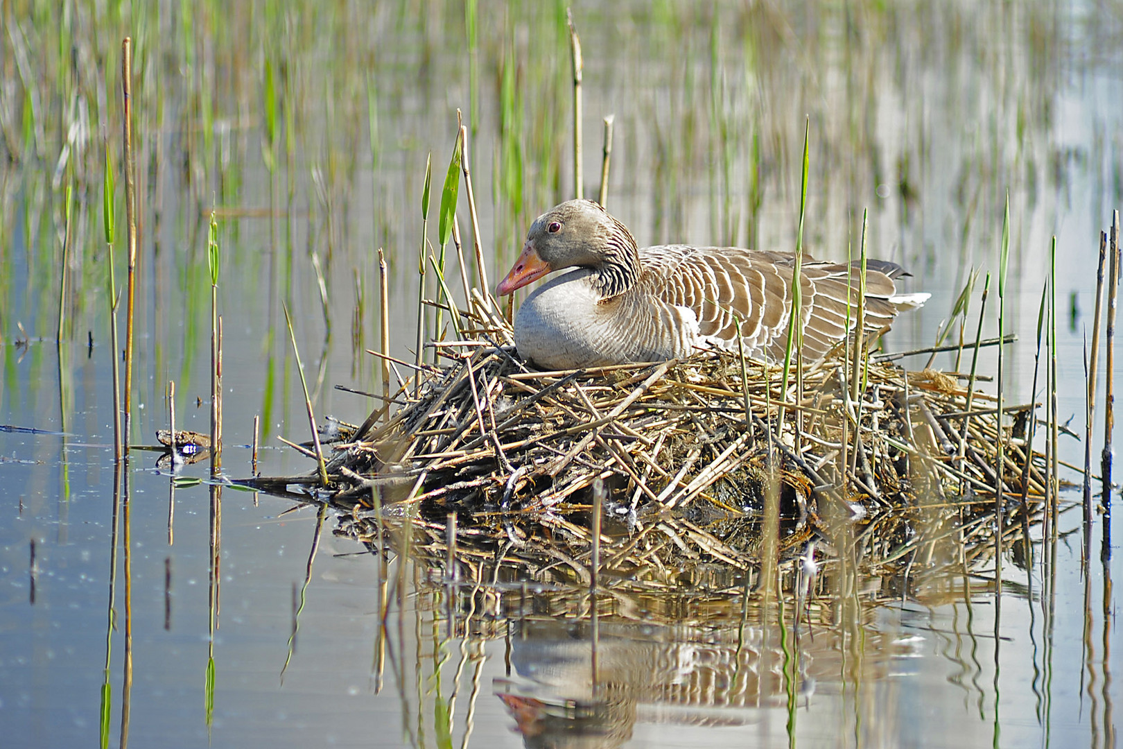 Bei den Grauen ist auch immer noch Brüten angesagt,. Foto & Bild