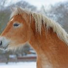 Bei den Haflingern