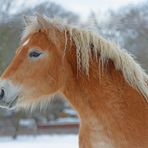 Bei den Haflingern