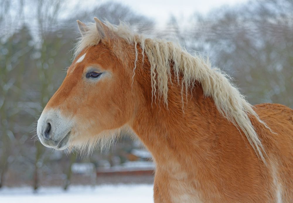 Bei den Haflingern