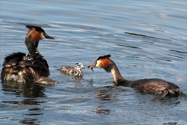 Bei den Haubentauchern