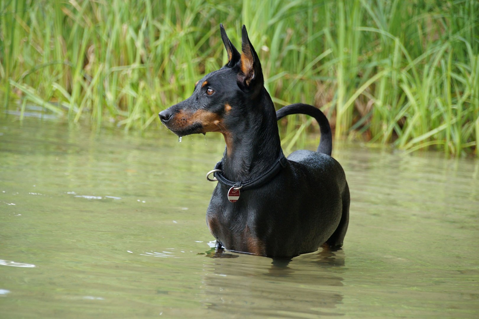 Bei den heißen Temperaturen geht sogar der wasserscheue Pinscher ins Wasser :) :) :)