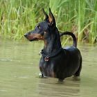 Bei den heißen Temperaturen geht sogar der wasserscheue Pinscher ins Wasser :) :) :)