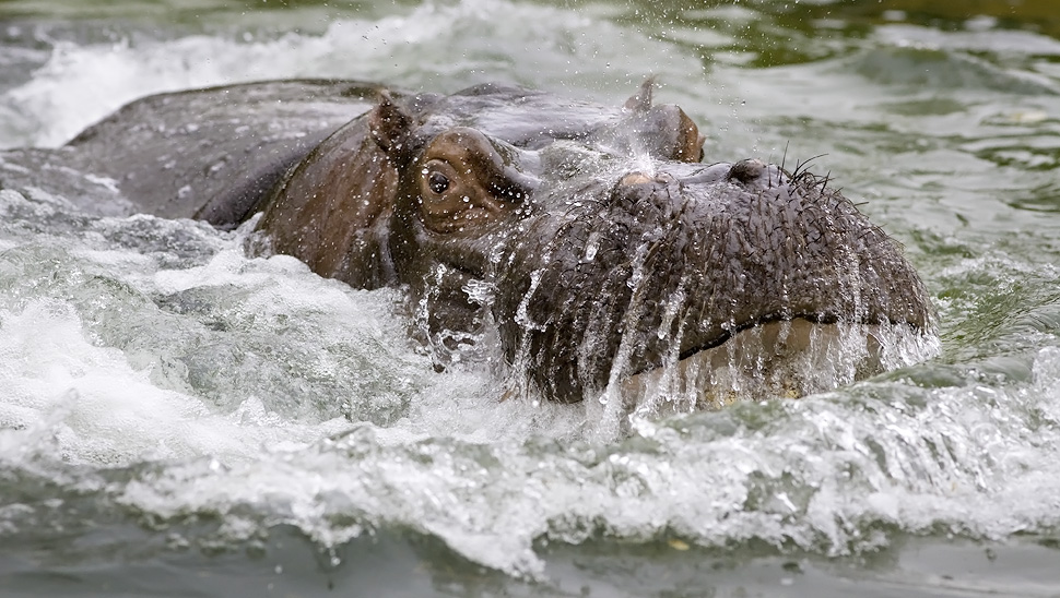 bei den hippos war der bär los