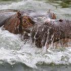 bei den hippos war der bär los