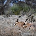 Bei den hohen Temperaturen im Samburu-NP ...