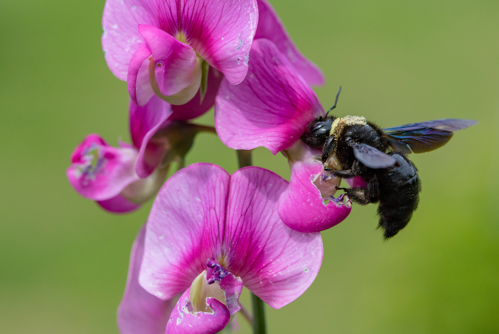 Bei den Holzbienen