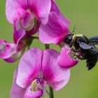 Bei den Holzbienen