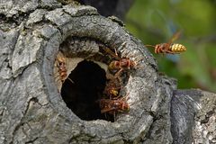 Bei den Hornissen 03