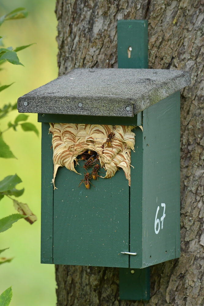 Bei den Hornissen 04