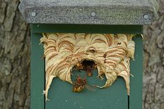 Bei den Hornissen 05