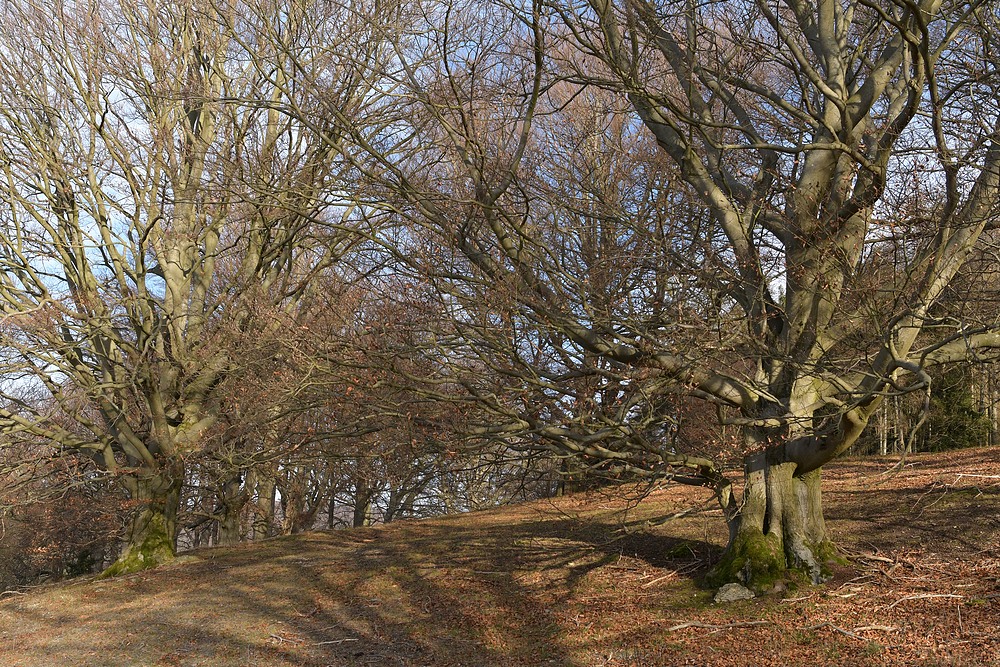 Bei den Hutebuchen in Thüringen 01