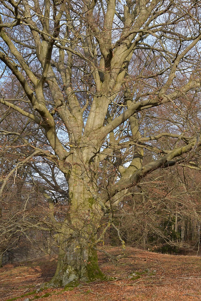 Bei den Hutebuchen in Thüringen 03