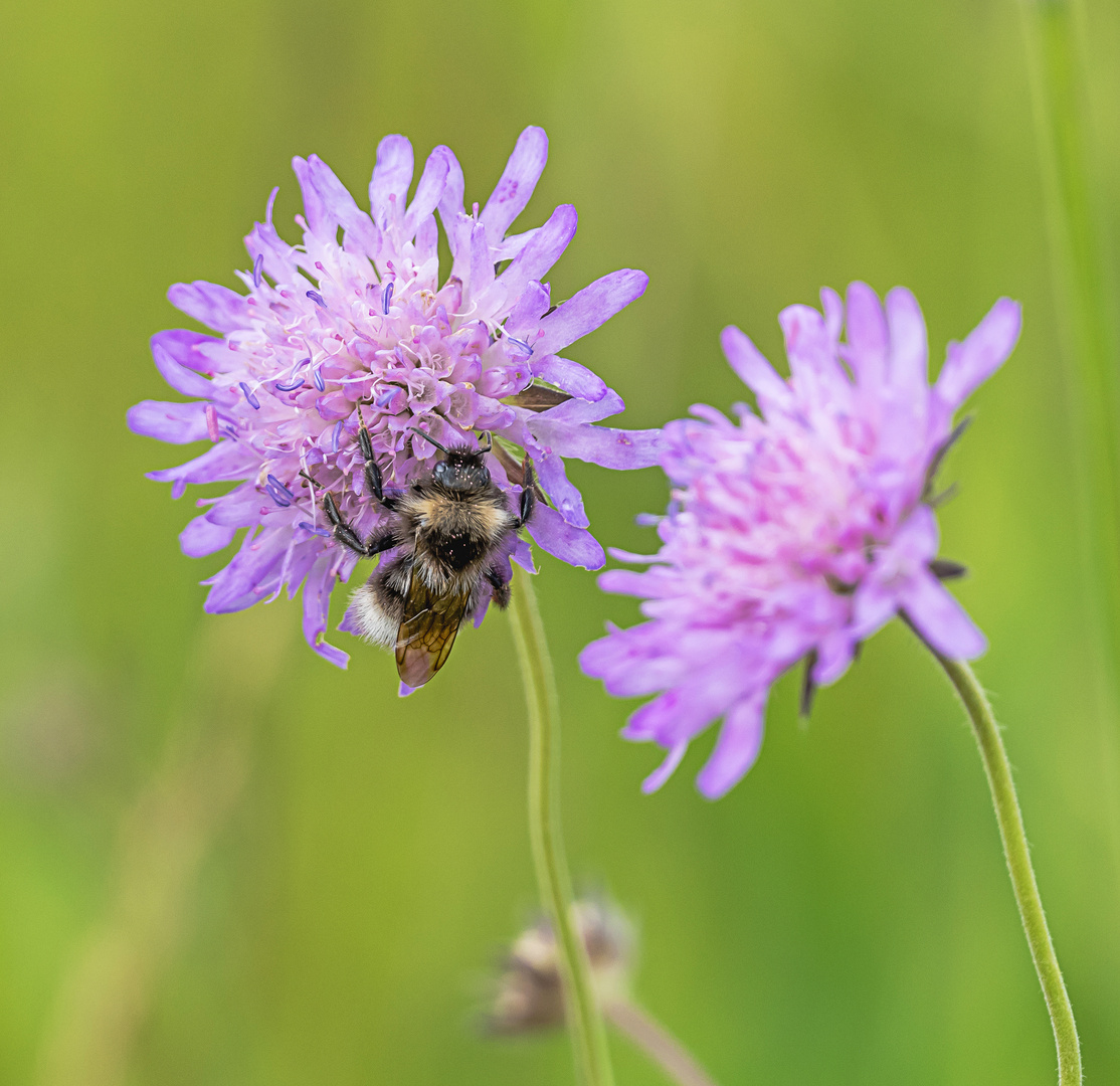 Bei den Insekten beliebt!