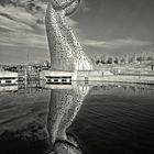 ... bei den Kelpies ...