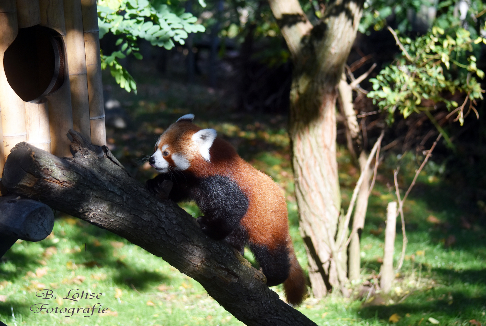 Bei den kleinen roten Pandas