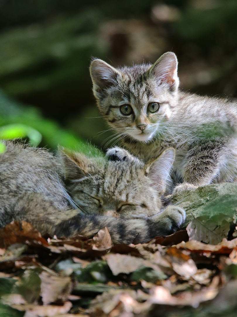 bei den kleinen Wildkatzen