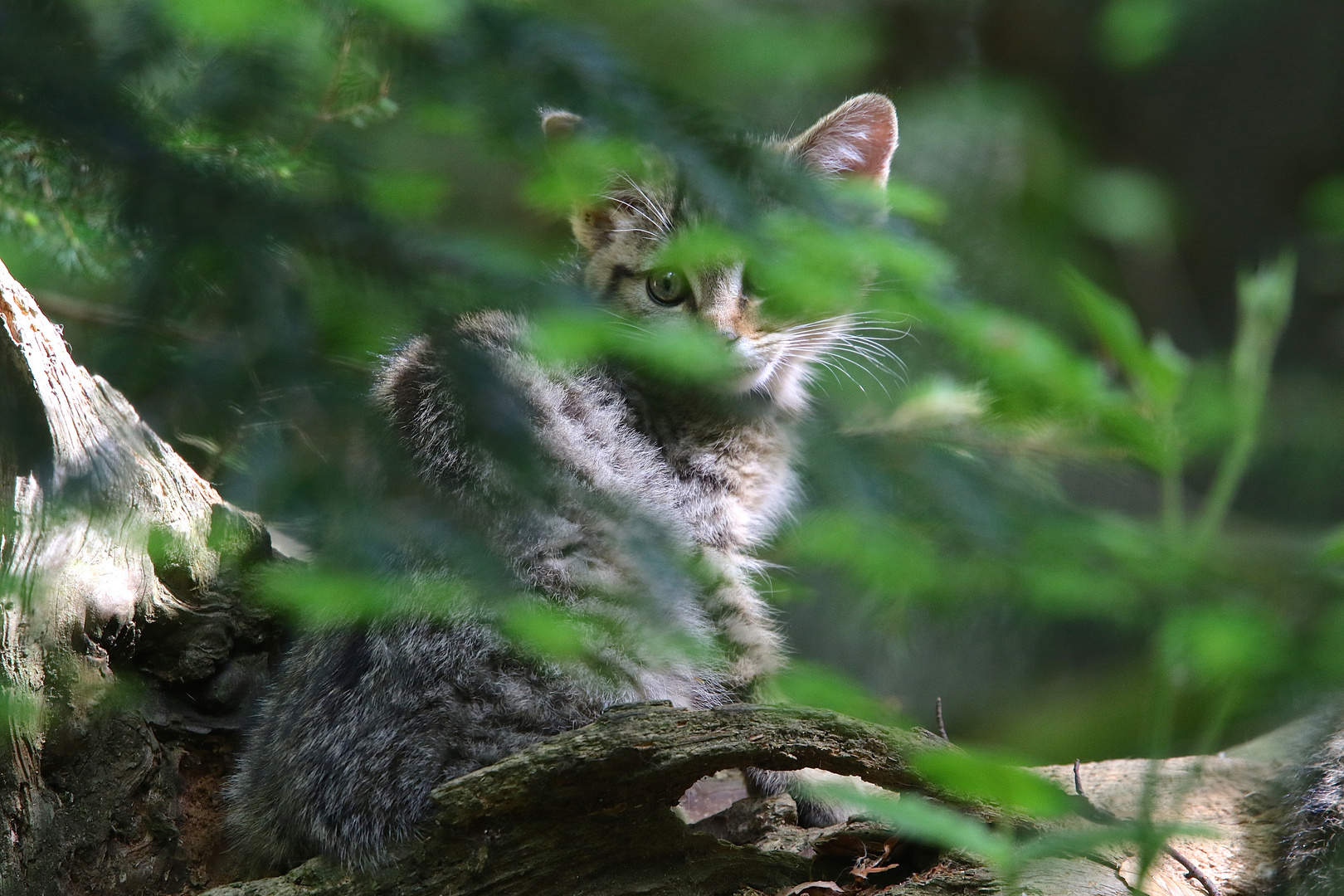 bei den kleinen Wildkatzen