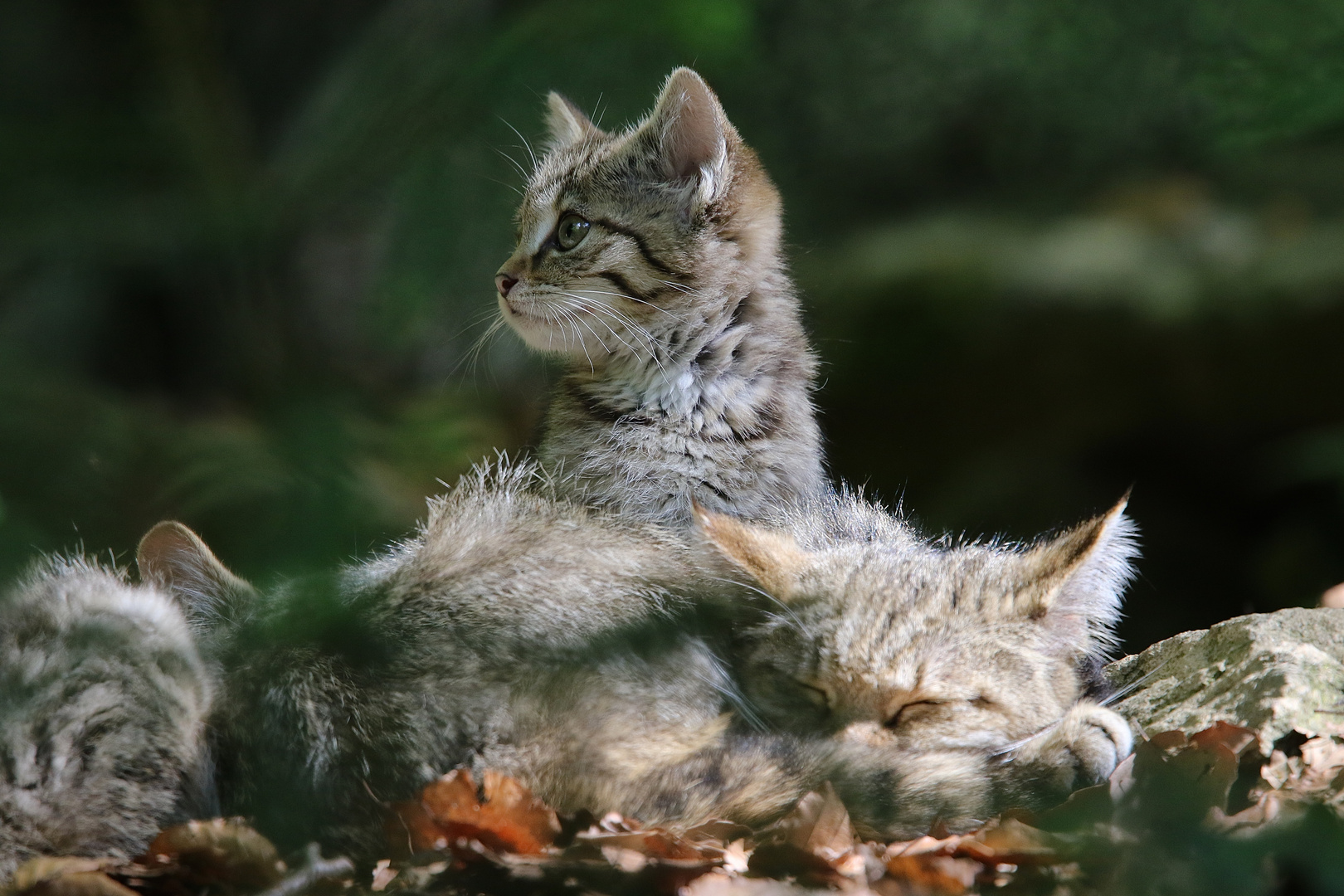 bei den kleinen Wildkatzen