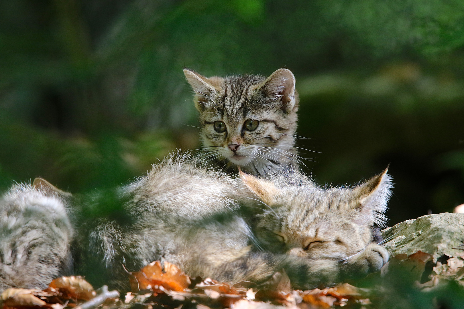 bei den kleinen Wildkatzen im Nationalpark Bay.Wald