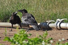 Bei den Kolkraben – Jugendlichen an der Käsmühle 08