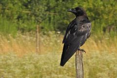 Bei den Kolkraben – Jugendlichen an der Käsmühle 10