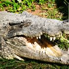 bei den Krokodilen in Cuba