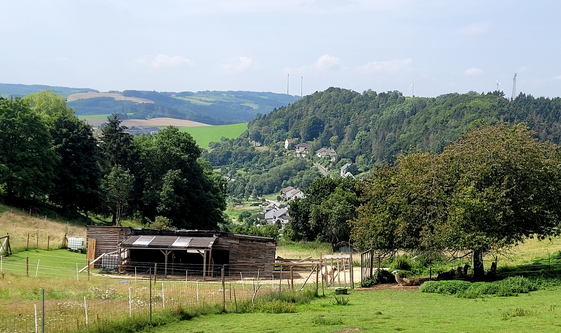 Bei den Lamas hoch über Schönecken