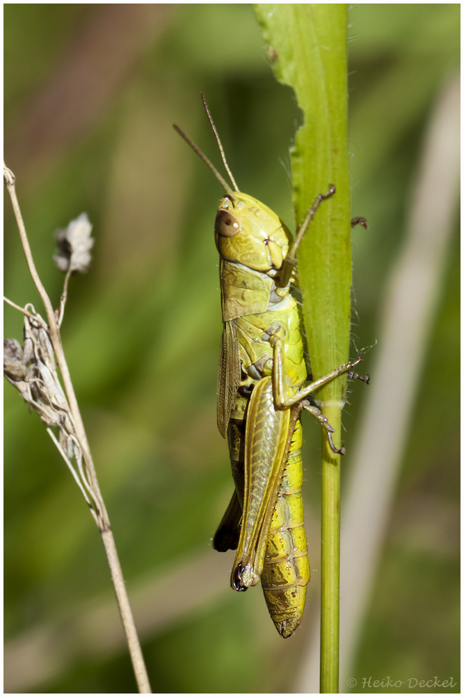 Bei den Mantis...