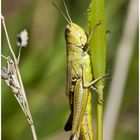 Bei den Mantis...