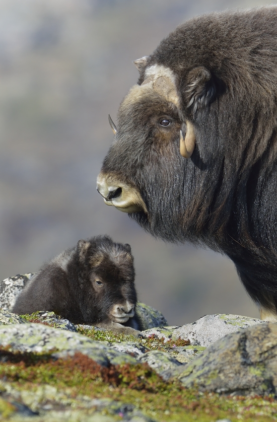 Bei den Moschusochsen in Dovrefjell