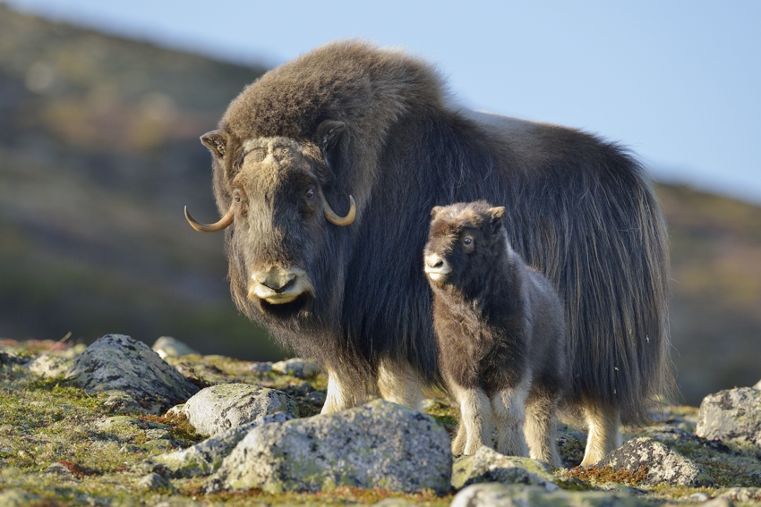 Bei den Moschusochsen in Dovrefjell, Mai 2014