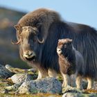 Bei den Moschusochsen in Dovrefjell, Mai 2014