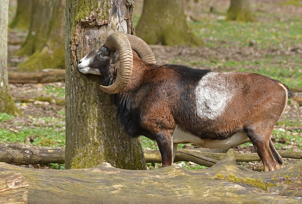 Bei den Mufflons: Fell – Schubbern