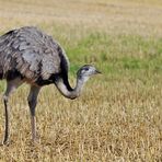 Bei den Nandus in Nordwestmecklenburg 01