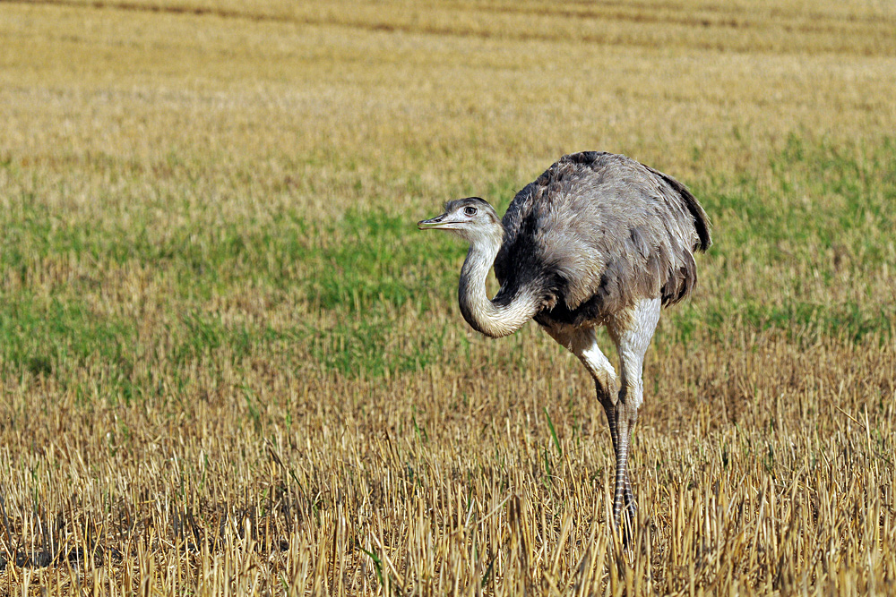 Bei den Nandus in Nordwestmecklenburg 03