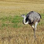 Bei den Nandus in Nordwestmecklenburg 03