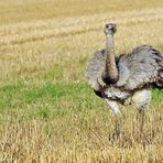 Bei den Nandus in Nordwestmecklenburg 04