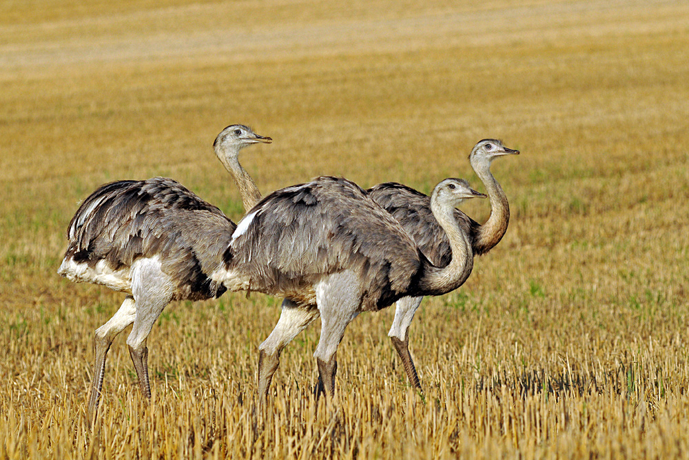 Bei den Nandus in Nordwestmecklenburg 05