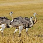 Bei den Nandus in Nordwestmecklenburg 05