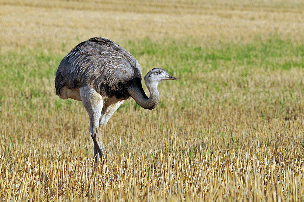 Bei den Nandus in Nordwestmecklenburg 06