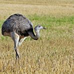 Bei den Nandus in Nordwestmecklenburg 06