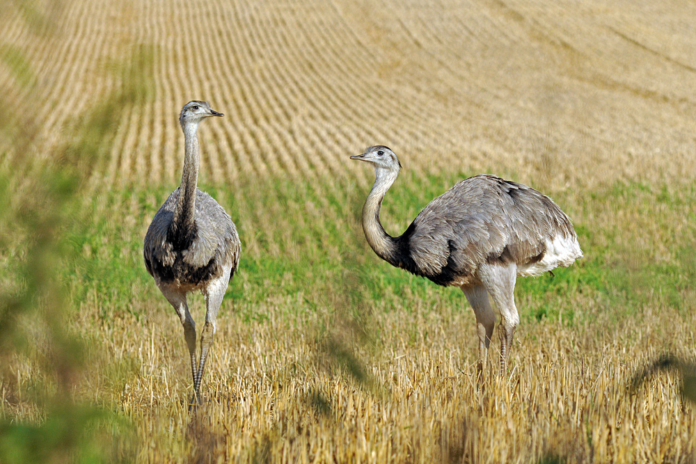 Bei den Nandus in Nordwestmecklenburg 07