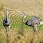 Bei den Nandus in Nordwestmecklenburg 07